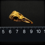 Vogelschädel – Bild 2