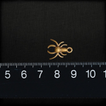 Spinne Klein – Bild 2